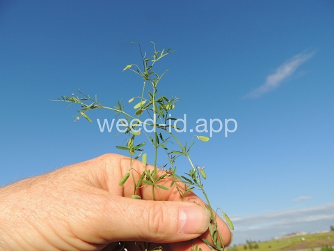 vetch, four seeded